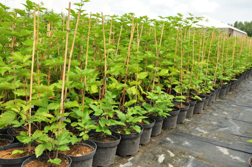 Blackberry seedlings