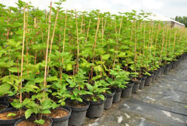 Blackberry seedlings