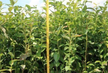 Blueberry seedlings