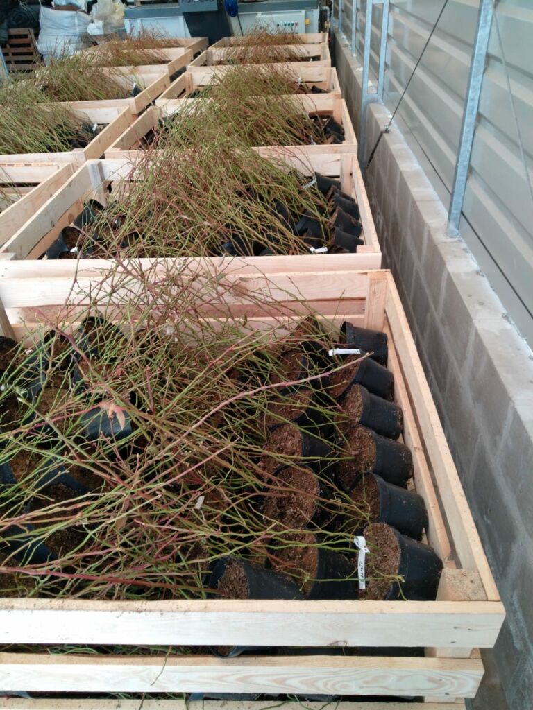 Plants prepared for shipping