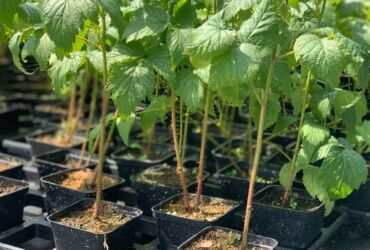 Raspberry seedlings