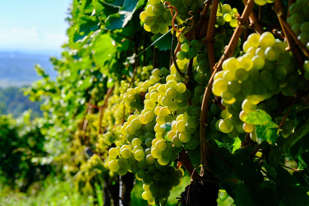 white grapes in Srebrna Gora vineyard