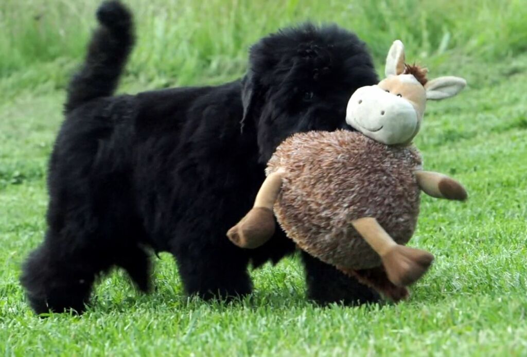 black terrier puppy