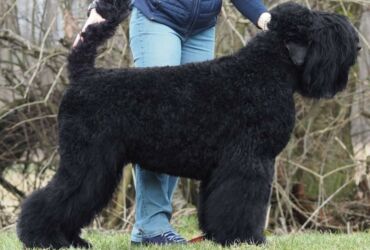 black terrier