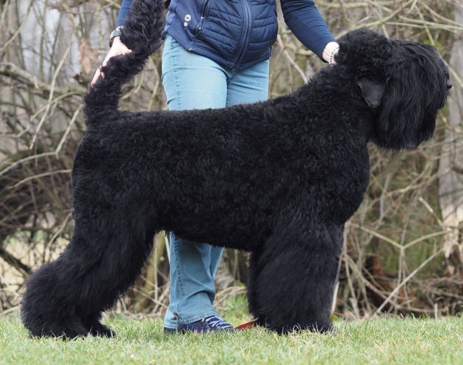 black terrier