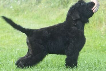 black terrier puppy