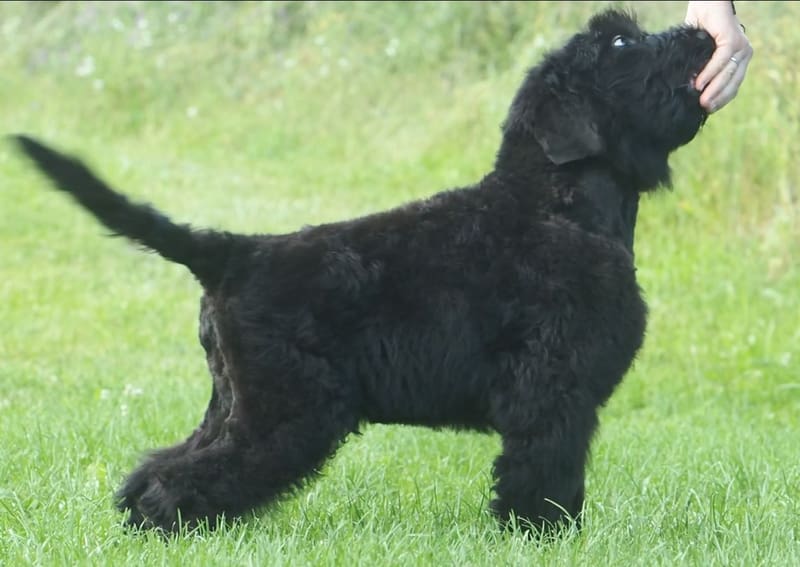 black terrier puppy