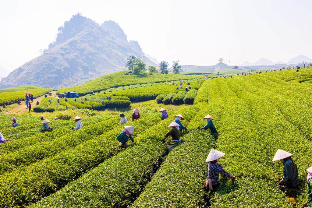 pola herbaciane i zbierajace owoce kobiety w wietnamskich kapeluszach