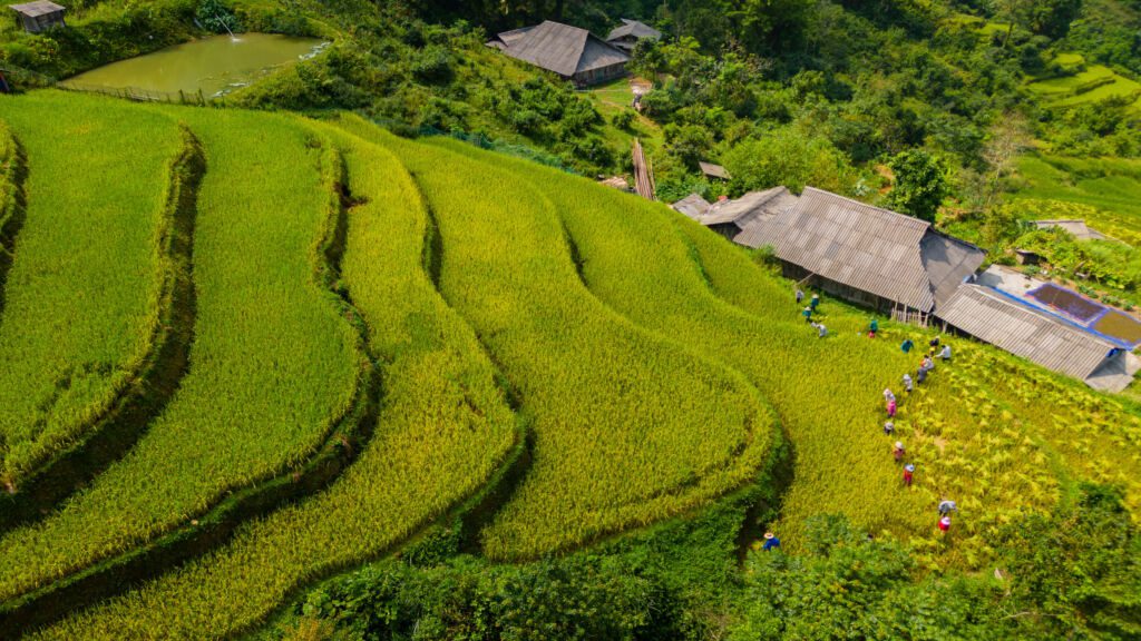 wzgorze w Wietnamie z tarasami pol ryżowych i domem poniżej