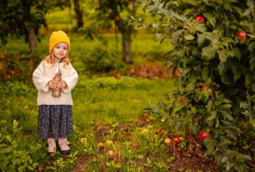 NFC apple juice - 0.33 liter bottle - in its natural surroundings - our orchard