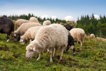 owieczki pasące się na łące