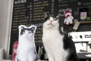 A pillow with the image of a kitten as an advertising gadget in a cat cafe KOTON in Wrocław Poland