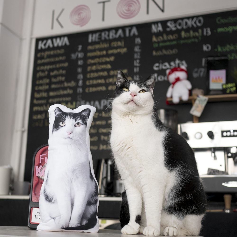 A pillow with the image of a kitten as an advertising gadget in a cat cafe KOTON in Wrocław Poland