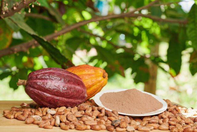 Owoce kakaowca, obok świeżo zmielone kakao