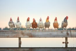 kurczaki siedzace na drewnianej belce