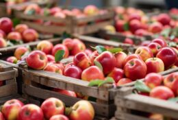skrzynie pełne jabłek