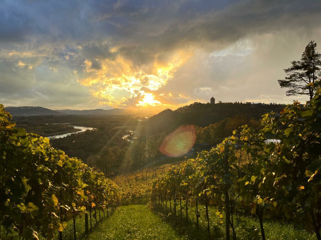 Talaska Vineyard place where passion for wine meets the beauty of nature.