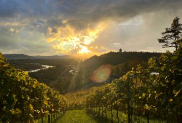 Talaska Vineyard place where passion for wine meets the beauty of nature.