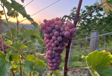 Beautiful, tasty and eco-friendly fruits from our vineyard Talaska.