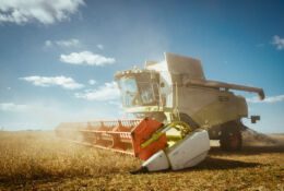 Kombajn zbożowy zbiera dojrzałą pszenicę
