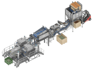 Onion peeling line with onion peeling machine, optical sorter, top and tail onion cutter, selection table 