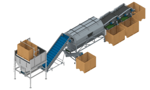 Onion sorting line with belt or roller grader and chive cutter