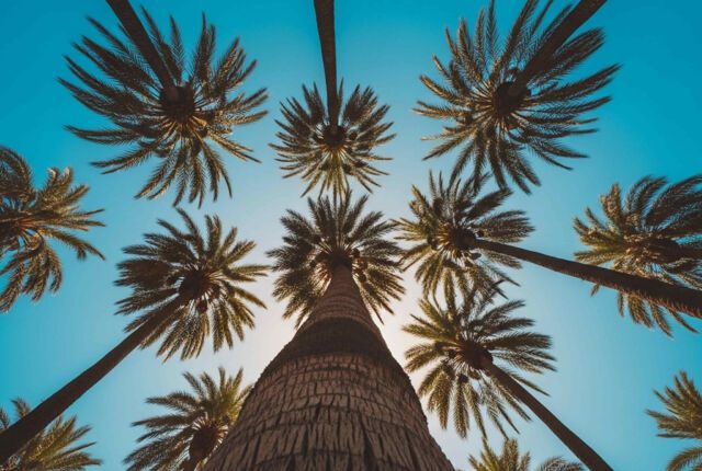 Targi SIAM 2026 – jak wykorzystać szanse w sektorze rolno-spożywczym w Maroku