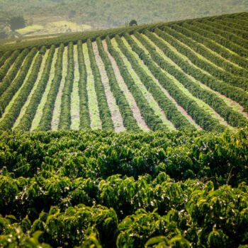 AGRISHOW - wyjazd na targi i spotkania B2B w Brazylii